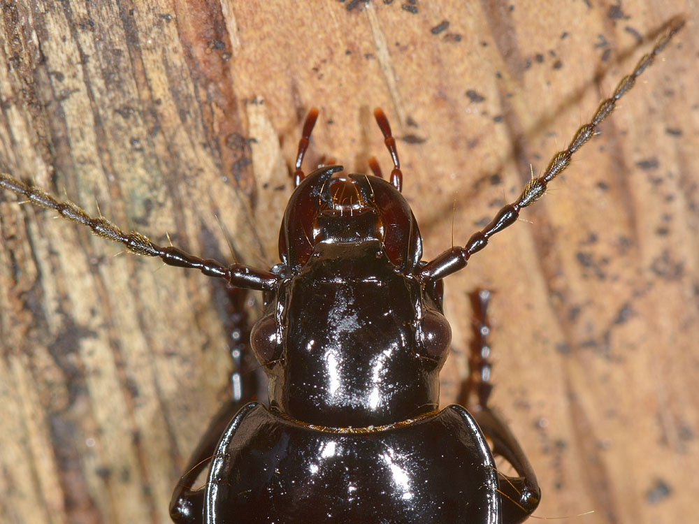 Abax parallelepipedus? no, A. continuus